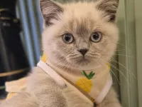 Uysal ve Oyuncu British Shorthair Blue Point Kedi 