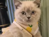 Uysal ve Oyuncu British Shorthair Blue Point Kedi 