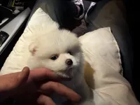 3 AYLIK POMERANIAN BOO acill yuva arıyoruz fiyata anlaşılır güvenilir kişilere