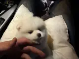 3 AYLIK POMERANIAN BOO acill yuva arıyoruz fiyata anlaşılır güvenilir kişilere