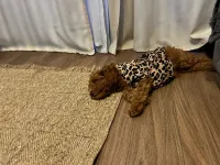 3 Aylık Toy Poodle
