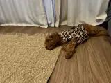 3 Aylık Toy Poodle