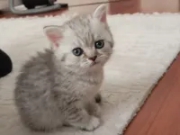 Sevgi yumağı