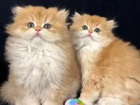 safkan british golden longhair bebekler