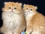 safkan british golden longhair bebekler