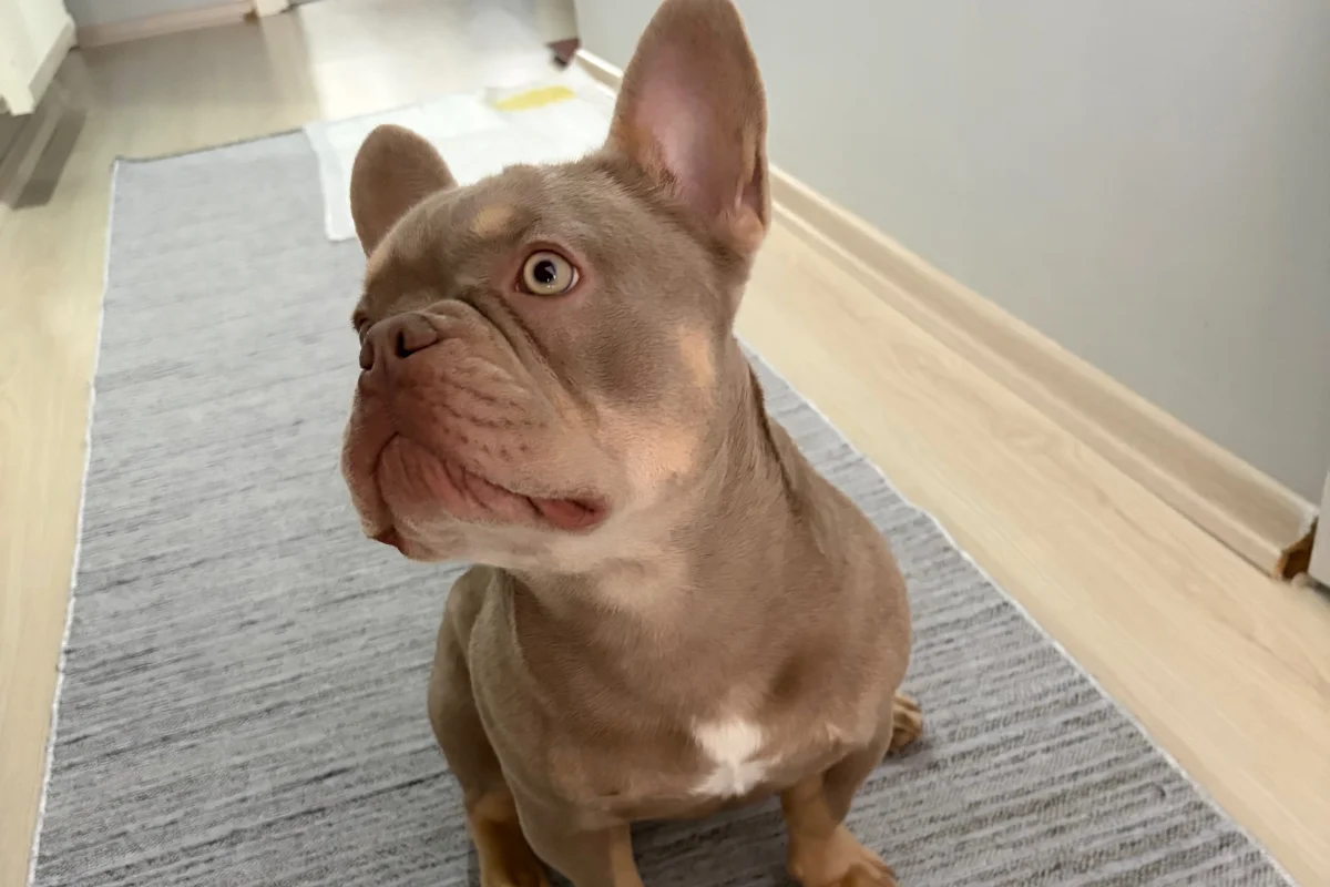 8 Aylık Erkek Fransız bulldog 3