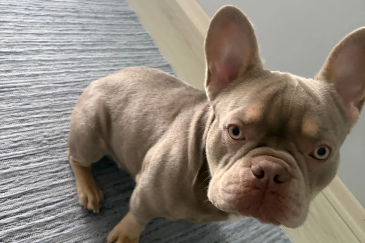 8 Aylık Erkek Fransız bulldog 8