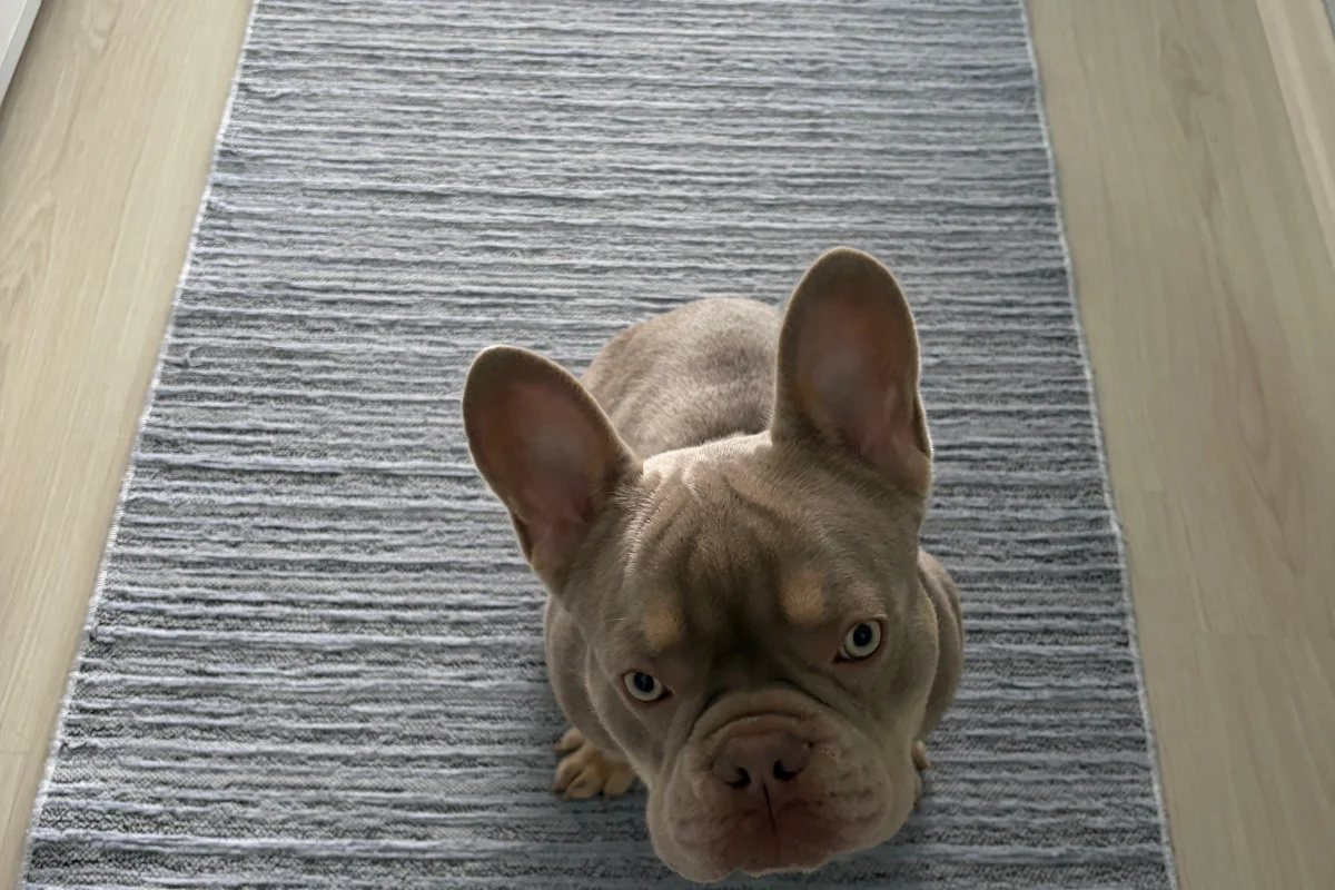 8 Aylık Erkek Fransız bulldog 6