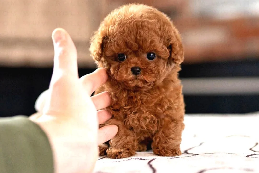 KOREAN TOY POODLE BEBEKLERIMIZ 2