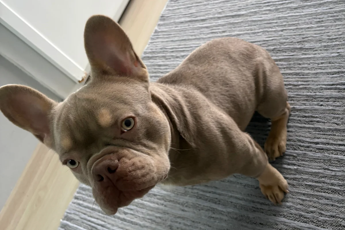 8 Aylık Erkek Fransız bulldog 7