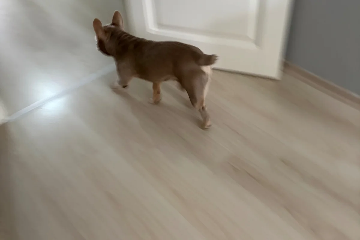 8 Aylık Erkek Fransız bulldog 9