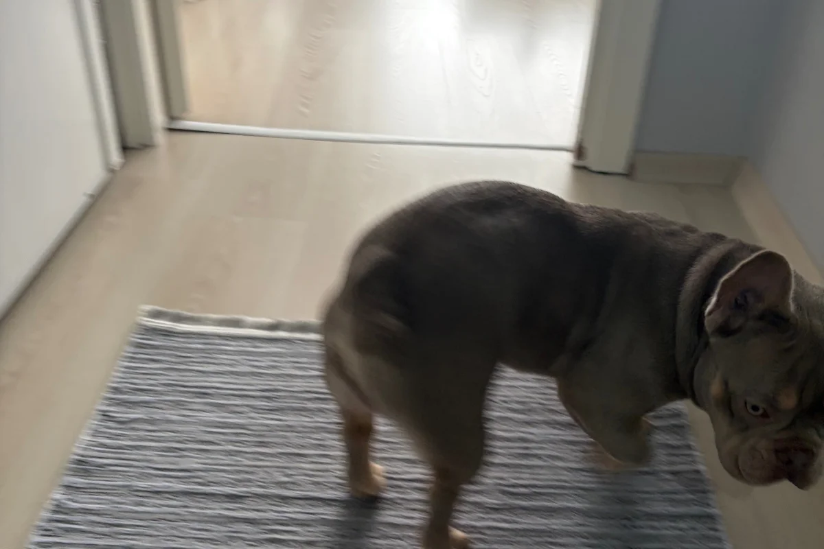 8 Aylık Erkek Fransız bulldog 5