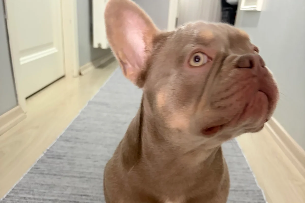 8 Aylık Erkek Fransız bulldog 2