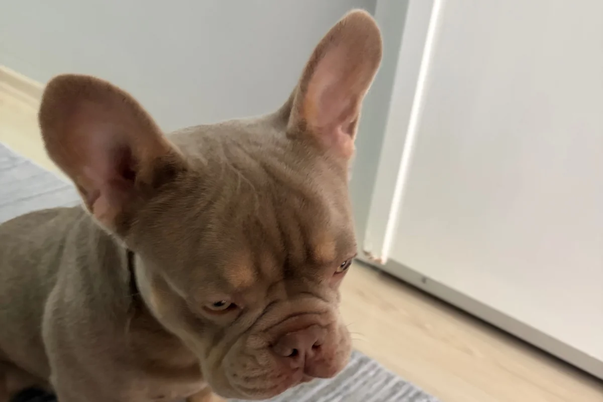 8 Aylık Erkek Fransız bulldog 4