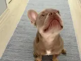 8 Aylık Erkek Fransız bulldog