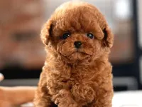 KOREAN TOY POODLE BEBEKLERIMIZ