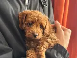 TÜY DÖKMEZ  EĞİTİMLİ TOY POODLE