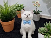 Evinizin neşesi olacak sevimli bebekler