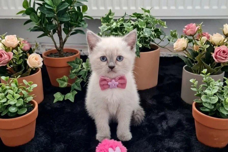 Evinizin neşesi olacak sevimli bebekler 2