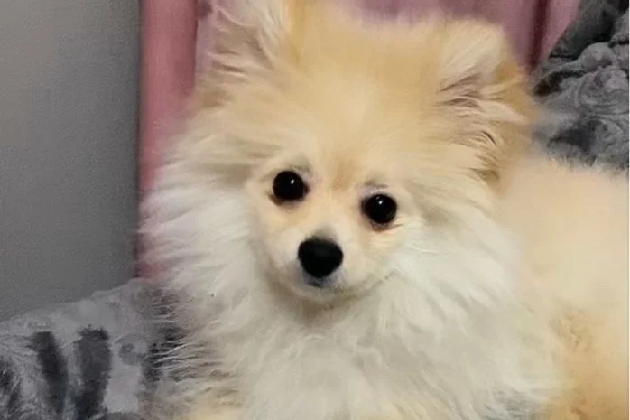 oyun sever pomerian 1
