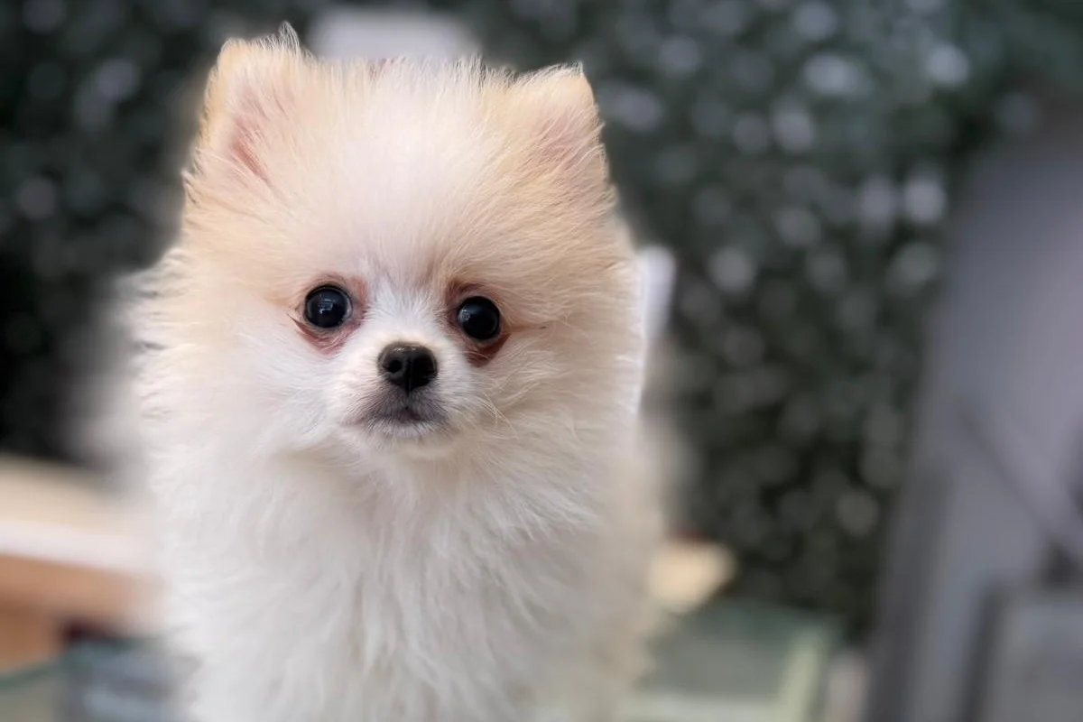 3 aylık erkek pomeranian 4