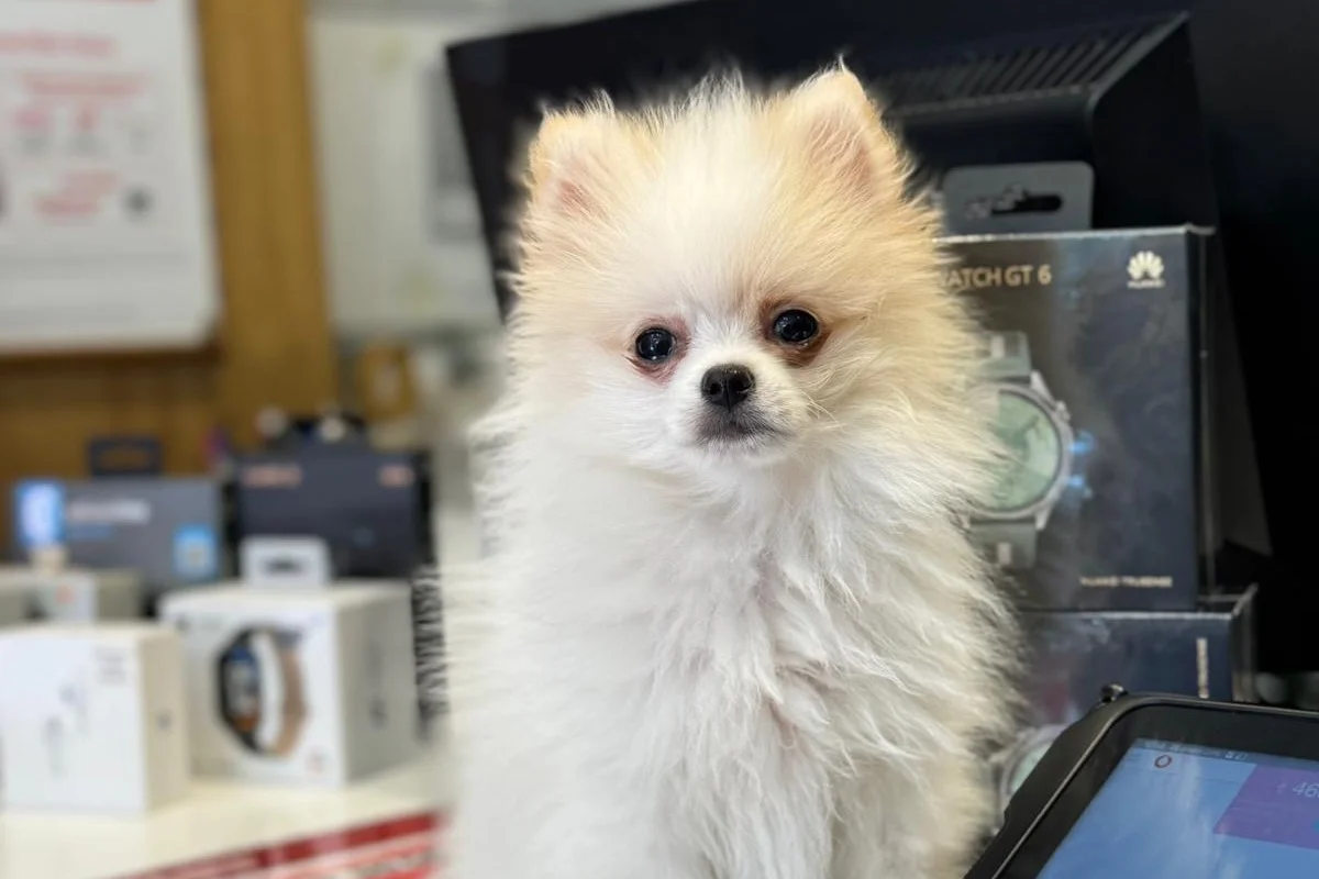 3 aylık erkek pomeranian 5