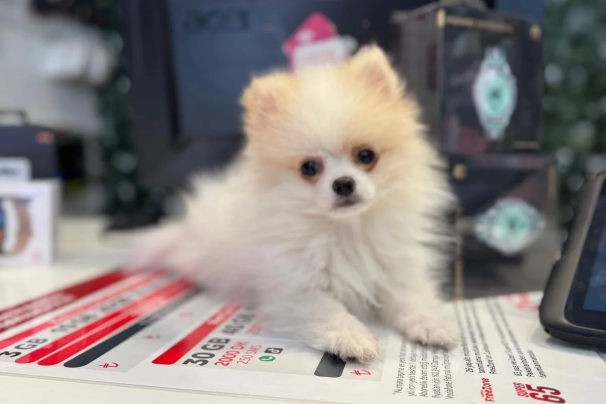 3 aylık erkek pomeranian 3