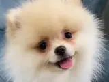 5 aylık pomerian bo