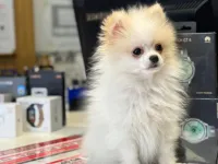 3 aylık erkek pomeranian