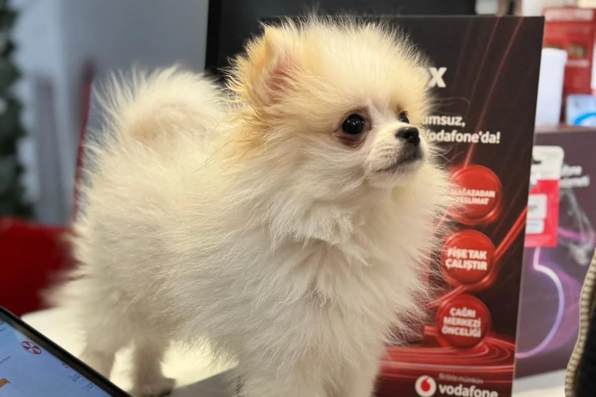 3 aylık erkek pomeranian 2