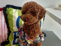 Safkan Kore Kan Poodle Oğlumuza   EŞ Arıyoruz