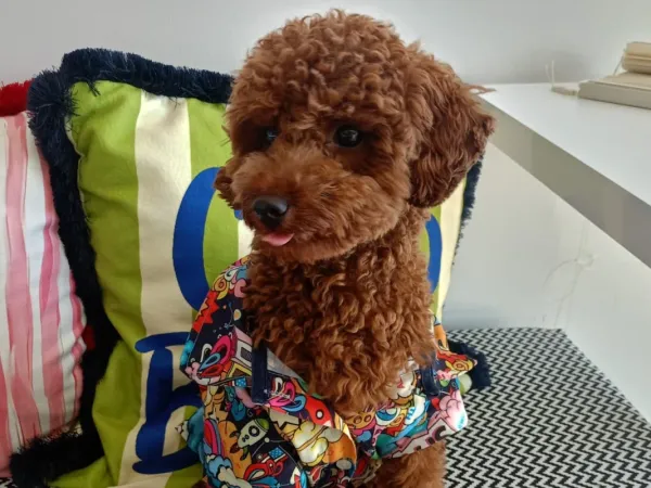 Safkan Kore Kan Poodle Oğlumuza   EŞ Arıyoruz