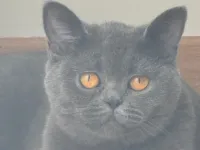 BRİTİSH SHORTHAİR SAFKAN