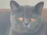 BRİTİSH SHORTHAİR SAFKAN