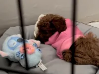 3 aylık toy poodle dişi