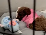 3 aylık toy poodle dişi