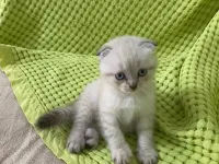 Sevimli minik
