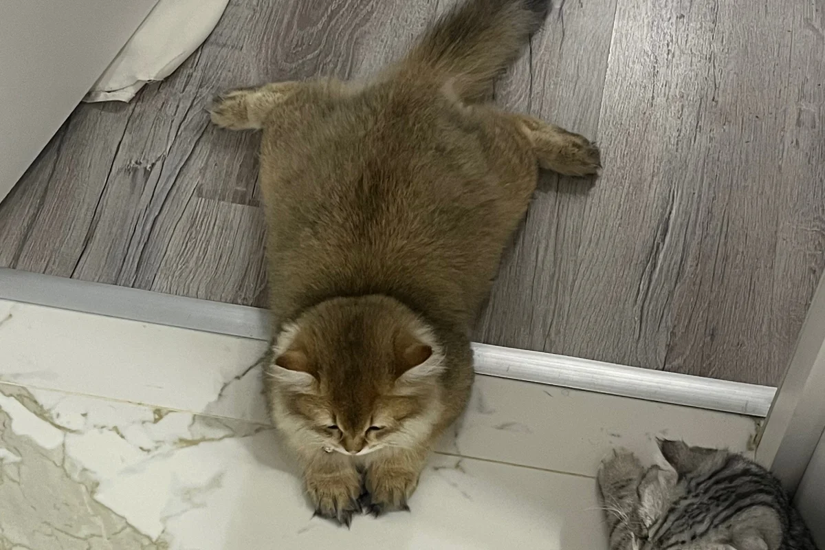 1 yaş Erkek Longhair sahiplendirme 2