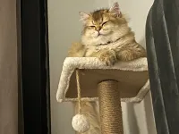 1 yaş Erkek Longhair sahiplendirme