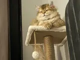 1 yaş Erkek Longhair sahiplendirme