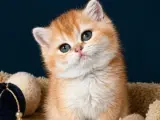 British Shorthair Golden