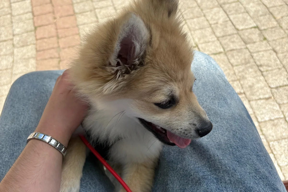 4 aylık pomeranian spitz 3