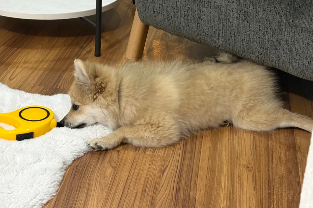 4 aylık pomeranian spitz 2