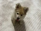 4 aylık pomeranian spitz