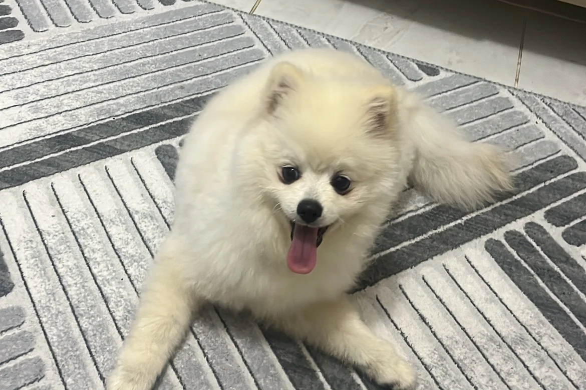 6 Aylık Pomerian 2