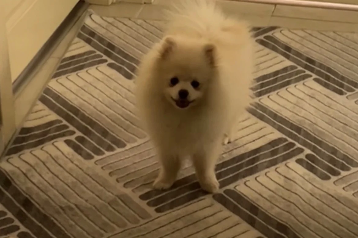 6 Aylık Pomerian 5
