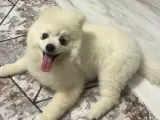 6 Aylık Pomerian