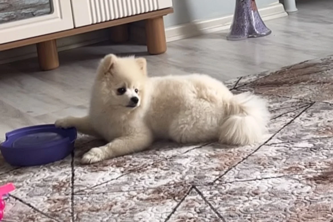 6 Aylık Pomerian 4