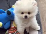 3 aylık erkek pomerian tea cup bütün herşeyi ile