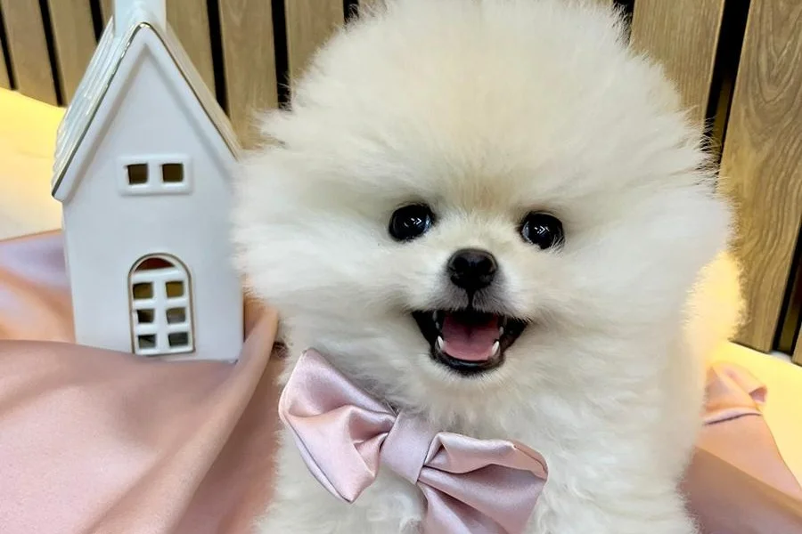 4 aylık pomerian teacup 3